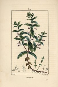 Water germandree - Water germander, Teucrium scordium, showing flower, leaf, stalk and roots by Pierre Jean Francois Turpin