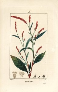 Water-Pepper, Persicaria hydropiper, with Flower, Stalk and Leaf by Pierre Jean Francois Turpin