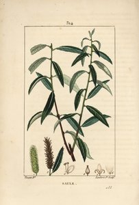 White or Silver Willow, White Wicker - White willow tree, Salix alba, with leaf, flower, male and female catkins, fruit and seed