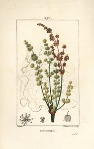 Wild Rhubarb - Rhapontic or False Rhubarb