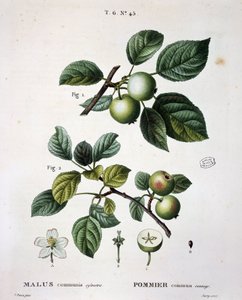 Apple mier commun sauvage - in "Nouveau Duhamel du Monceau ou traité des arbres et shrustes que le culture en France", figures according to drawings by P.J. Redoute et P. Bessa, Paris by Pierre Joseph (after) Redoute