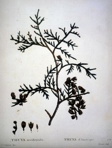 Thuya occidentalis or American Thuya - in 