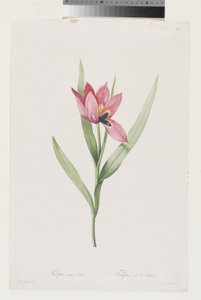 Tulip Eye of the Sun by Pierre Joseph (after) Redoute