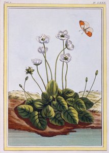 Grass of Parnassus, pub. 1776 by Pierre Joseph Buchoz