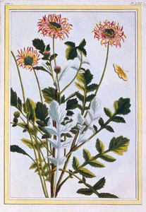 Ethiopian Arcotis (African Lily) by Pierre Joseph Buchoz