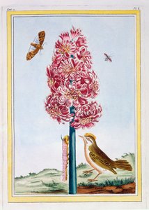 Hyacinth, c.1766 by Pierre Joseph Buchoz