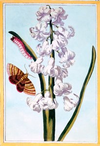 Hyacinth, c.1766 by Pierre Joseph Buchoz