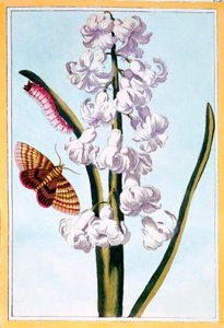 Hyacinth, pub. 1776 by Pierre Joseph Buchoz