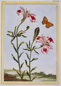 The Spotted Flower of the Incas (Peruvian Lily), published 1776 by Pierre Joseph Buchoz