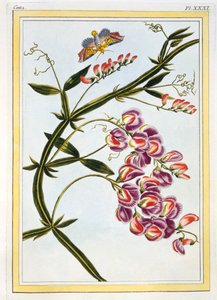 Le Grand Lathyre Everlasting Sweet Pea by Pierre Joseph Buchoz