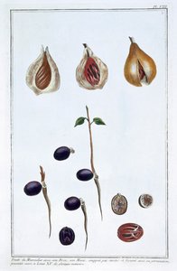 Nutmeg by Pierre Joseph Buchoz