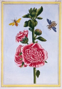 Passerose Hollyhock, pub. 1776 by Pierre Joseph Buchoz