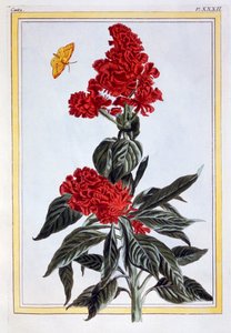 Variety of Amaranthus by Pierre Joseph Buchoz
