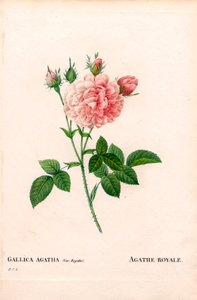 Agathe Royale rose, Rosa gallica variety