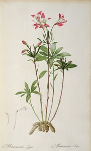 Alstroemeria Ligtu, from 