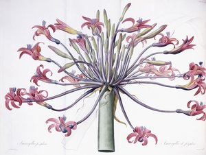 Amaryllis Josephina by Pierre Joseph Redouté