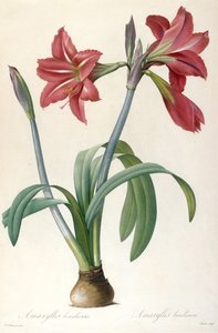 Brazilian Amaryllis by Pierre Joseph Redouté