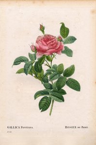 Andre Du Pont