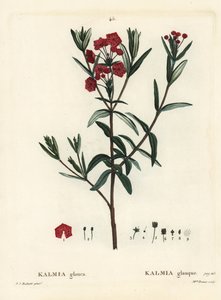 Bog laurel, Kalmia polifolia. Handcoloured stipple engraving by Miss Brenet after an illustration by Pierre-Joseph Redoute from Henri Louis Duhamel du Moncel