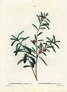 Bog rosemary, Andromeda polifolia. Handcoloured stipple engraving after an illustration by Pierre-Joseph Redoute from Henri Louis Duhamel du Monceau