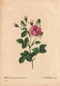 Botanical Board, Flower, Rose Variety: Agathe Carnee by Pierre Joseph Redouté