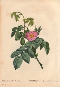 Botanical Board, Flower, Rose Variety: Hairy Rose with the Smell of Terebenthine