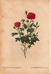 Botanical Board, Flower, Rose Variety: The Pompon of Burgundy (Rosa Pomponia Burgundiaca). Unknown origin, existing variety before 1664. In 