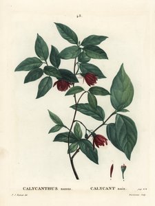 Carolina spicebush or eastern sweetshrub, Calycanthus floridus var. glaucus (Calycanthus nanus). Handcoloured stipple engraving from Henri Louis Duhamel du Moncel