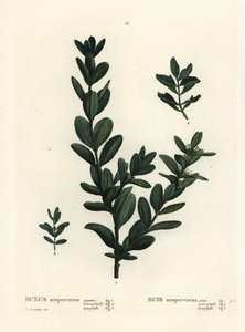 Common box, European box or boxwood, Buxus sempervirens. Handcoloured stipple engraving after an illustration by Pierre-Joseph Redoute from Henri Louis Duhamel du Monceau