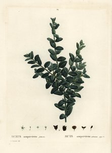 Common box, European box or boxwood, Buxus sempervirens fruticosa by Pierre Joseph Redouté