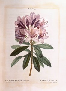 Common Rhododendron (Rhododendron ponticum) by Pierre Joseph Redouté