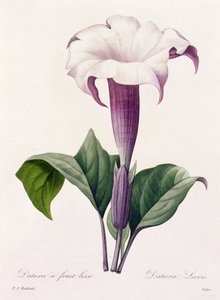 Dature Laevis by Pierre Joseph Redouté