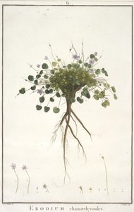 Erodium chamaedryoides, from Geraniologia, seu Erodii, Pelargonii, Monsoniae et Grieli historia iconibus illustrata, 1787-88 by Pierre Joseph Redouté