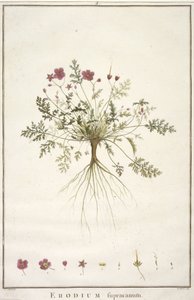 Erodium supracanum, from Geraniologia, seu Erodii, Pelargonii, Monsoniae et Grieli historia iconibus illustrata, 1787-88 by Pierre Joseph Redouté
