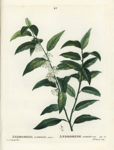 Fetterbush, Andromeda Acuminata by Pierre Joseph Redouté