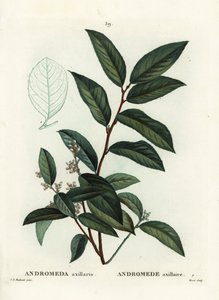 Fetterbush, Andromeda Axillaris by Pierre Joseph Redouté