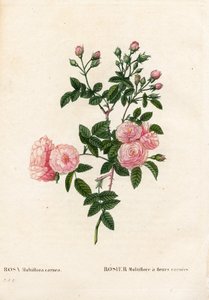 Flesh-pink pink multiflora, Rosa multiflora var. carnea