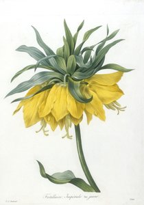 Fritillaire, from Choix Des Plus Belle Fleurs et des Plus Beaux Fruits, 1827