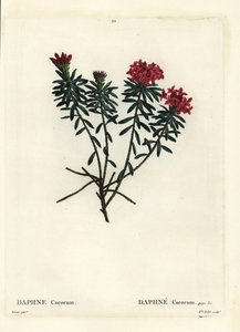 Garland flower rose gold daphne, Daphne cneorum by Pierre Joseph Redouté