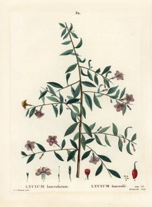 Goji Berry or Chinese Wolfberry, Lycium barbarum by Pierre Joseph Redouté