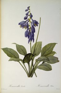 Hemerocallis Caerulea, from 