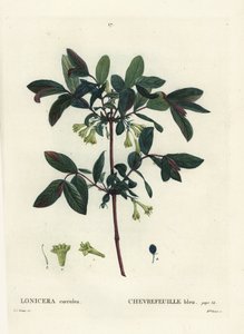 Honeyberry, Haskap berry, blue-berried honeysuckle, or sweetberry honeysuckle, Lonicera caerulea. Handcoloured stipple engraving by Miss Brenet after an illustration by Pierre-Joseph Redoute from Henri Louis Duhamel du Monceau