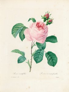 Hundred-Leaved Rose, engraved by Langlois, from 