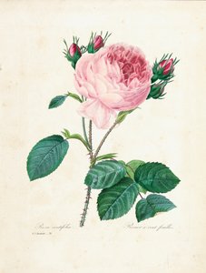 Hundred-Leaved Rose, from 