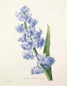 Hyacinthus Orientalis (Common Hyacinth), Engraved by Victor, from 