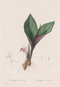 The Lilies: Kaempferia longa