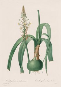 The Lilies: Ornithogalum longibracteatum