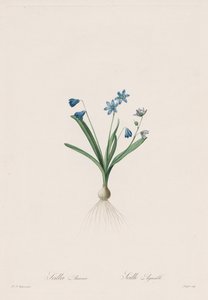 The Lilies: Scilla amaena