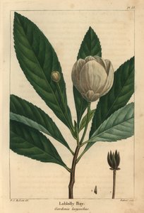 Loblolly Bay, Gordonia Lasyanthus