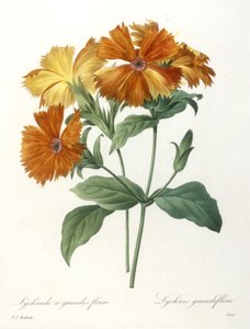 Lychnide a grandes fleurs, from Choix Des Plus Belle Fleurs et des Plus Beaux Fruits, 1827